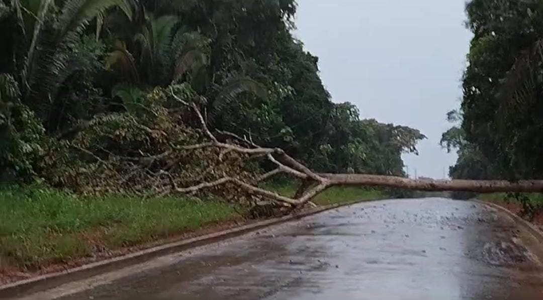 A árvore foi cortada com o auxílio de uma motosserra e o trânsito liberado novamente.